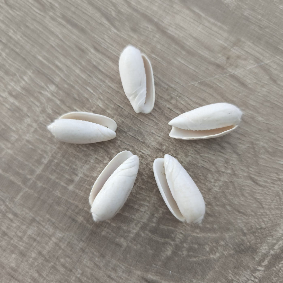 Conchas de mar