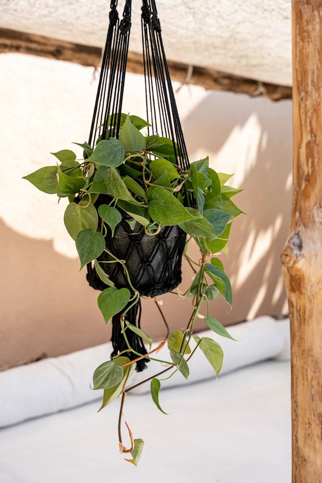 The Macrame Plant Holder - Black - L_40